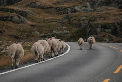 Schafe unterwegs