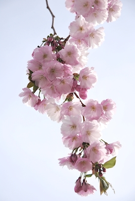 Kirsikka