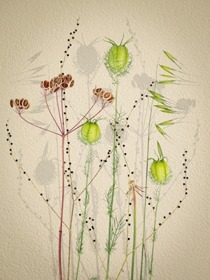 Seed pods 01