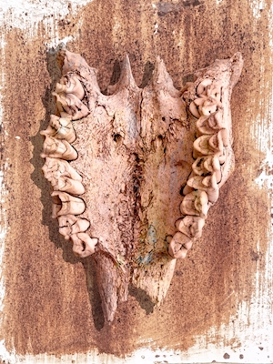 Skull on rusty red-brown plate