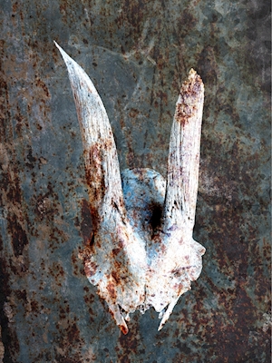 Skull on rusty rusty sheet met