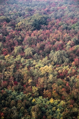 Forêt d’automne