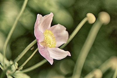 Høst anemone