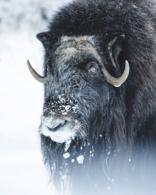The Musk Ox