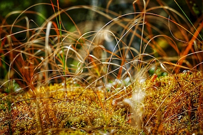 Krøllete gress