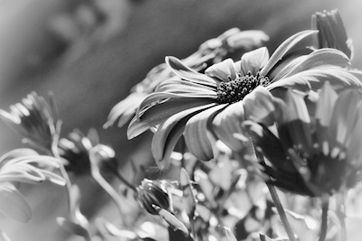 Květiny v černé a bílé barvě
