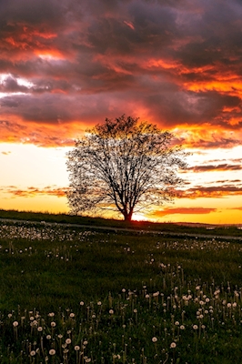 Ein einsamer Baum bei Sonnenuntergang