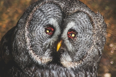 Owl na empresa Järvzoo