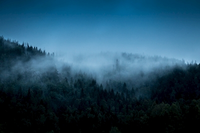 Neblina sobre as árvores