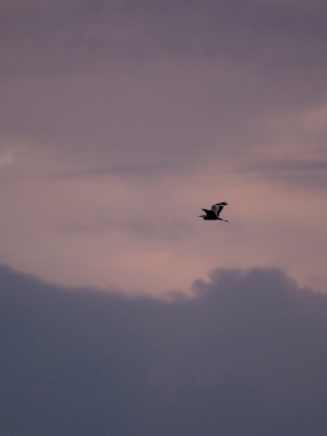 Grey Heron Evening Sky