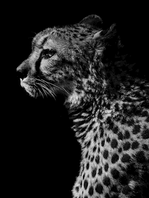 Svartvit gepard