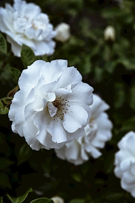 Garden rose 