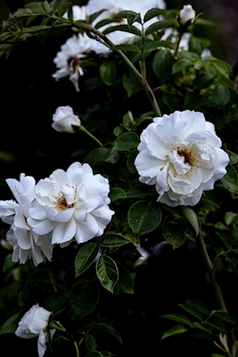 Rosa de jardín II