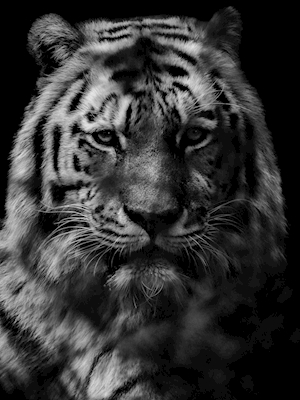 Tigre di Svarvit