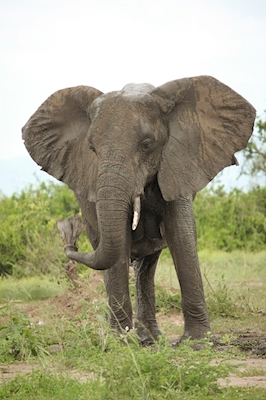África - Elefantes