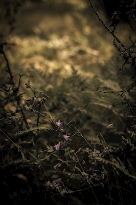 Flores en el bosque