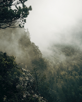 Niebla del bosque