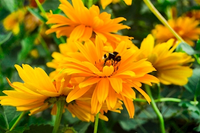 Mehiläinen auringonkukassa