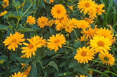 Meerdere zonnebloemen