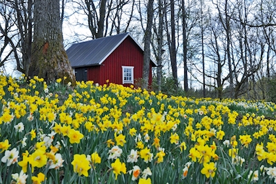 House with  daffodils