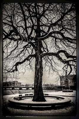 Árvore de Estocolmo