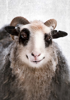 Uśmiechnięta owca