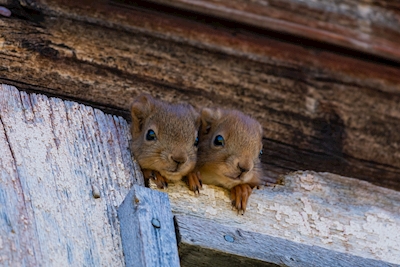 Esquilos bebês