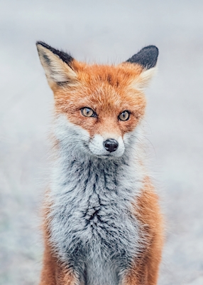Swedish red fox #2
