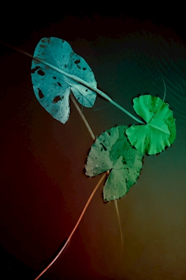 Tre foglie