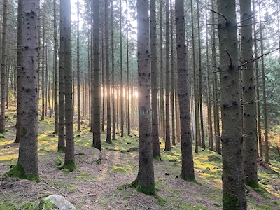 La luz del sol a través de los troncos de los árboles 