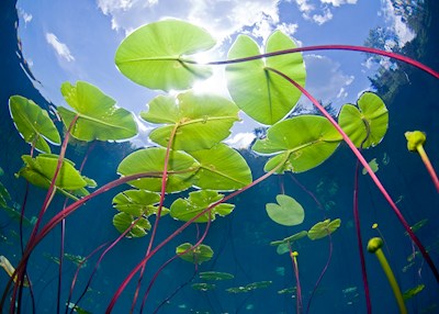 Waterlelies in Zweeds meer