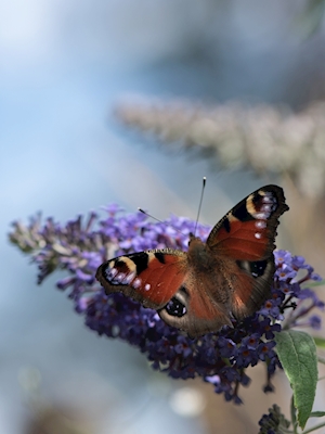 Peacock butterfly 