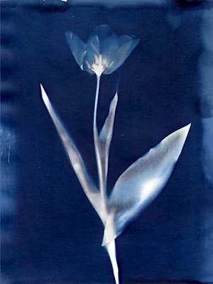 Tulipán I