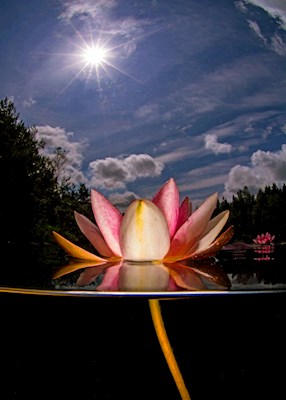 Red waterlily in a lake