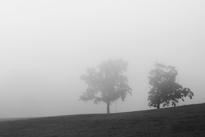 De bomen in de mist