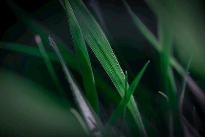 Simply Grass