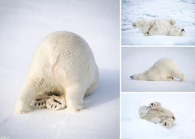 Cool polar bears