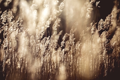 Golden reeds