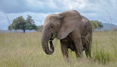 Savanna elefant