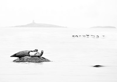 Foki w krajobrazach przybrzeżnych