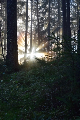 Rayons du soleil à travers la forêt d’épicéas 