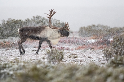 Toro renna con tempo nevoso