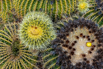 Gelukkige groene en gele cactus