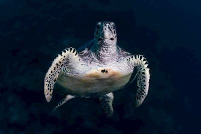 Sköldpaddans utseende
