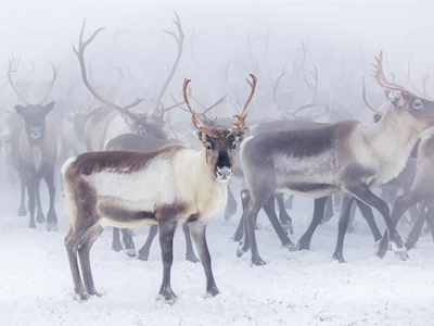Reindeer in mist