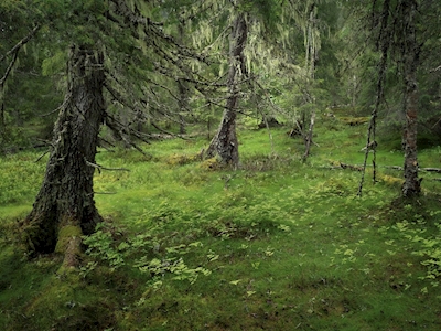 Skov i alderdomsvækst