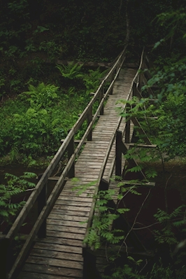 Bridge in the ferns