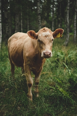 Vaca pastando na floresta