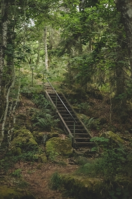 Treppen in der Wildnis