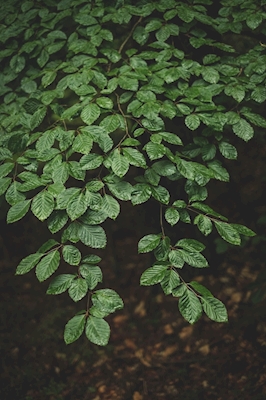 Wet beech leaves